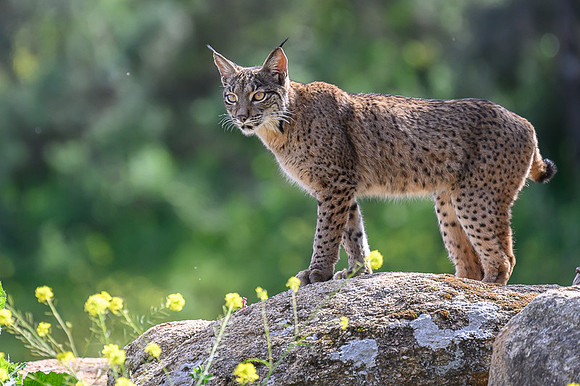 Iberian Lynx / Ryś Iberyjski