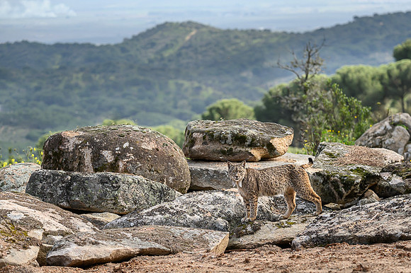 Iberian Lynx / Ryś Iberyjski