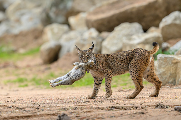 Iberian Lynx / Ryś Iberyjski