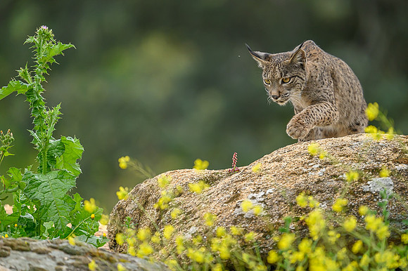 Iberian Lynx / Ryś Iberyjski