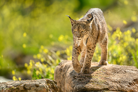 Iberian Lynx / Ryś Iberyjski