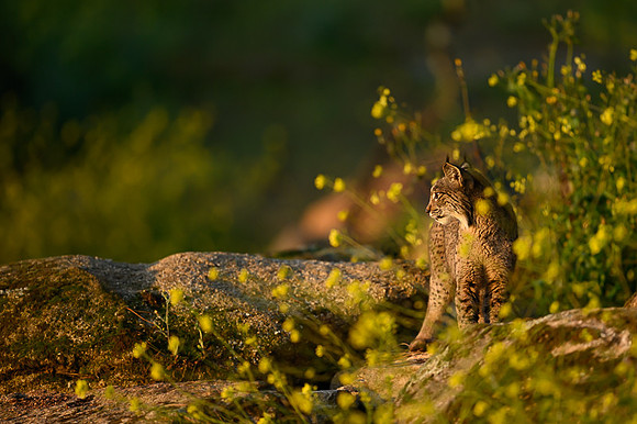 Iberian Lynx / Ryś Iberyjski