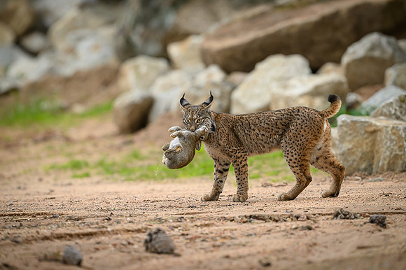 Iberian Lynx / Ryś Iberyjski