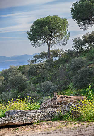 Iberian Lynx / Ryś Iberyjski