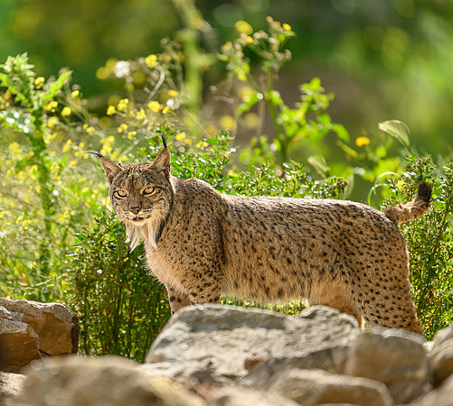 Iberian Lynx / Ryś Iberyjski