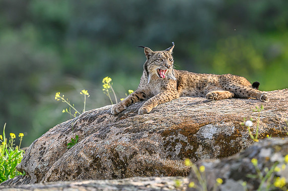 Iberian Lynx / Ryś Iberyjski