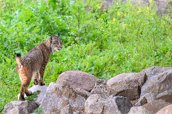 Iberian Lynx / Ryś Iberyjski