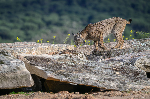 Iberian Lynx / Ryś Iberyjski
