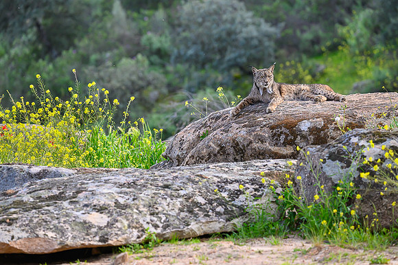 Iberian Lynx / Ryś Iberyjski