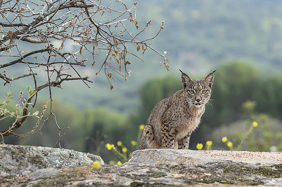 Iberian Lynx / Ryś Iberyjski