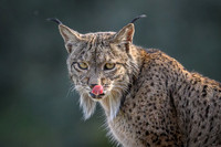 Iberian Lynx / Ryś Iberyjski