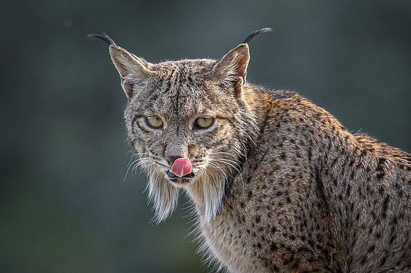 Iberian Lynx / Ryś Iberyjski