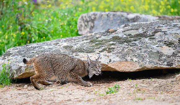 Iberian Lynx / Ryś Iberyjski