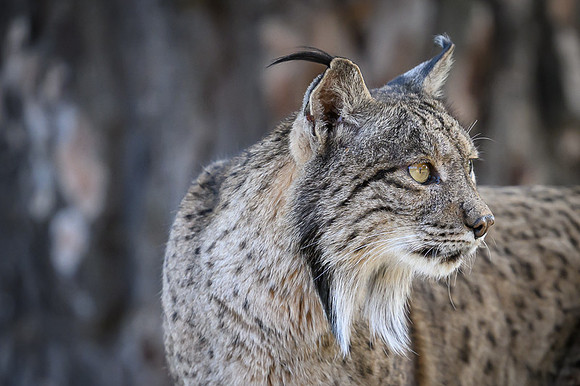 Iberian Lynx / Ryś Iberyjski