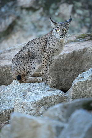 Iberian Lynx / Ryś Iberyjski