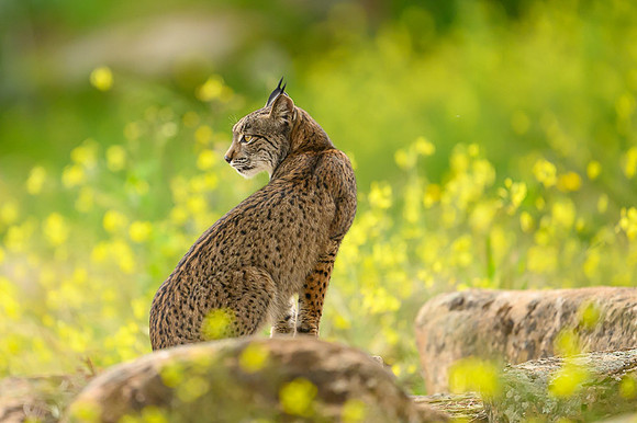 Iberian Lynx / Ryś Iberyjski