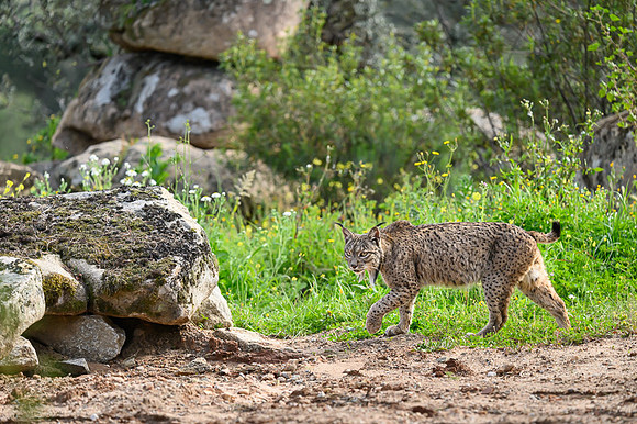 Iberian Lynx / Ryś Iberyjski