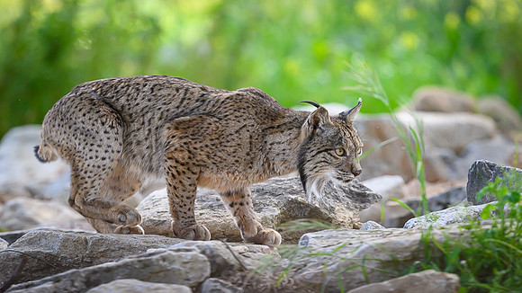 Iberian Lynx / Ryś Iberyjski
