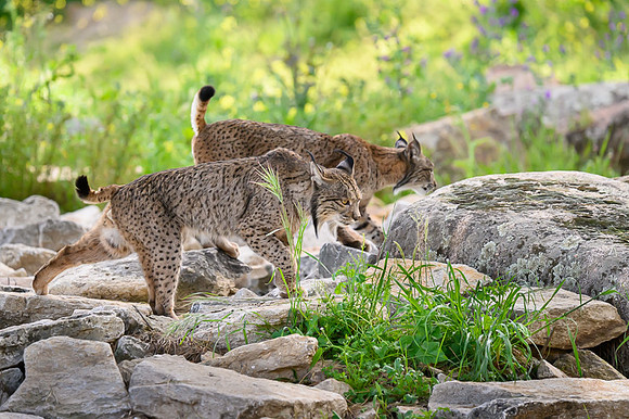 Iberian Lynx / Ryś Iberyjski