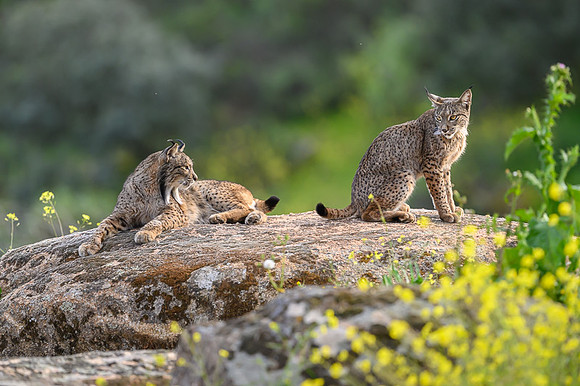 Iberian Lynx / Ryś Iberyjski