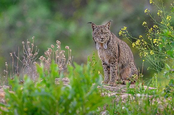 Iberian Lynx / Ryś Iberyjski