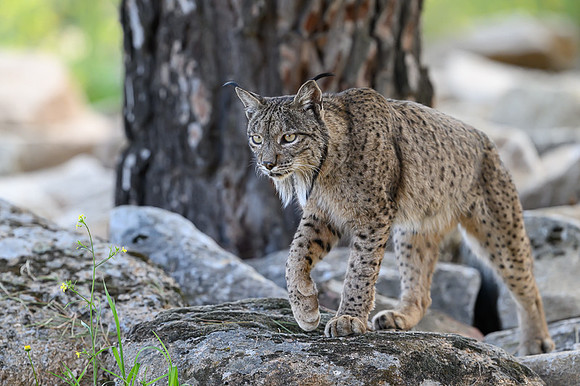 Iberian Lynx / Ryś Iberyjski