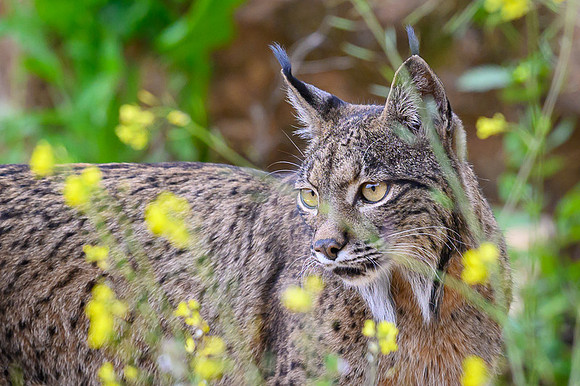 Iberian Lynx / Ryś Iberyjski