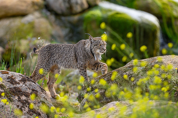 Iberian Lynx / Ryś Iberyjski