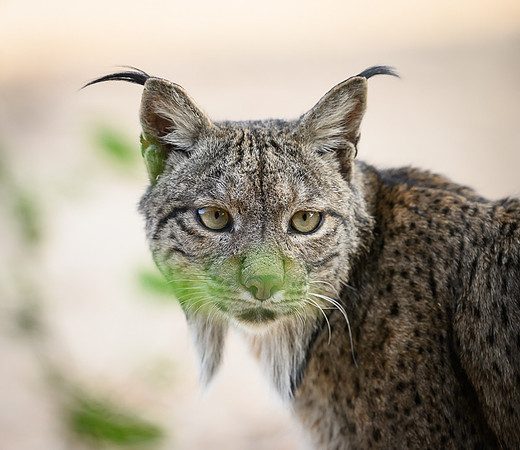 Iberian Lynx / Ryś Iberyjski