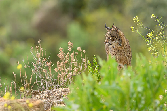 Iberian Lynx / Ryś Iberyjski