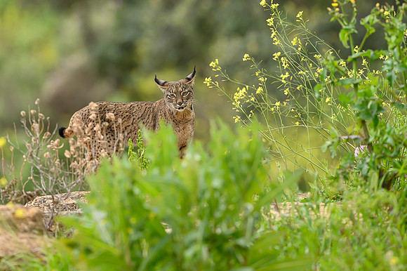 Iberian Lynx / Ryś Iberyjski
