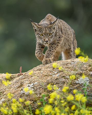 Iberian Lynx / Ryś Iberyjski