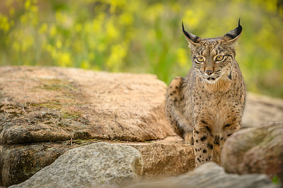 Iberian Lynx / Ryś Iberyjski