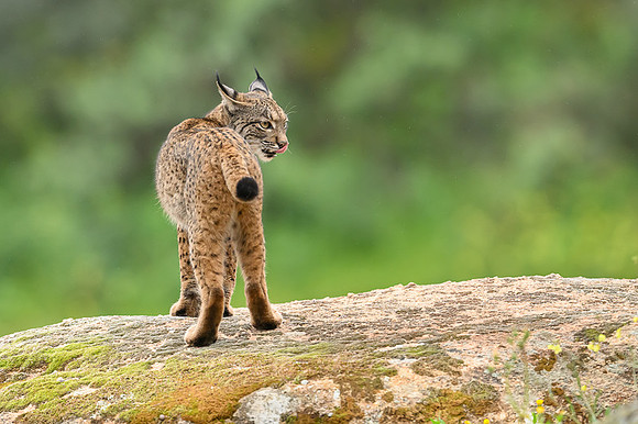 Iberian Lynx / Ryś Iberyjski