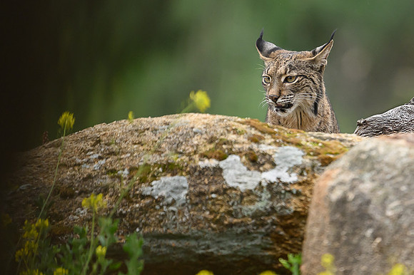 Iberian Lynx / Ryś Iberyjski