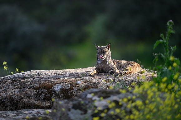 Iberian Lynx / Ryś Iberyjski