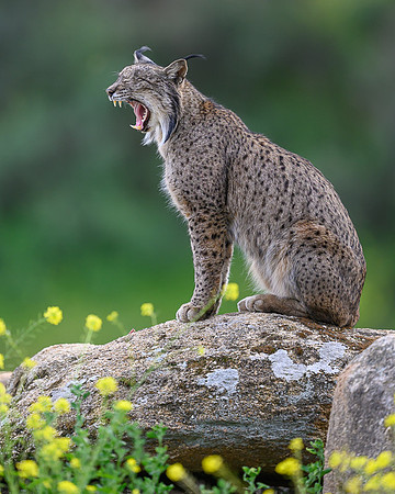 Iberian Lynx / Ryś Iberyjski