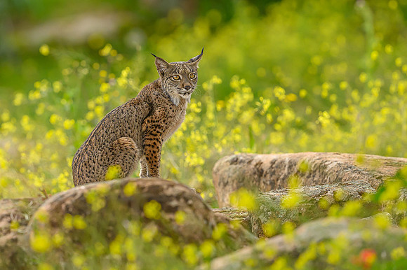 Iberian Lynx / Ryś Iberyjski