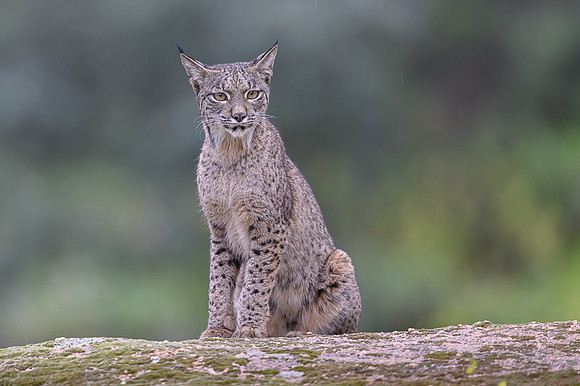 Iberian Lynx / Ryś Iberyjski