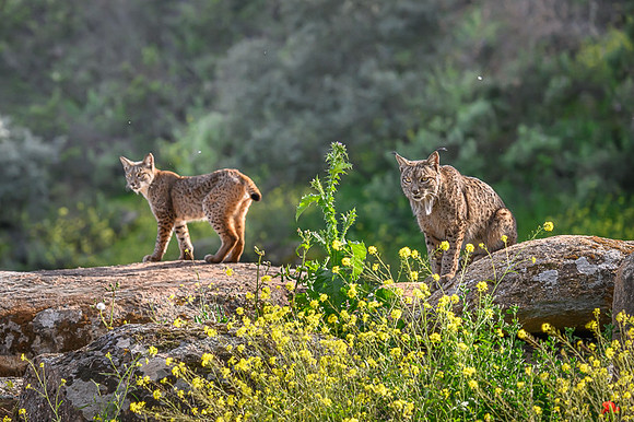 Iberian Lynx / Ryś Iberyjski
