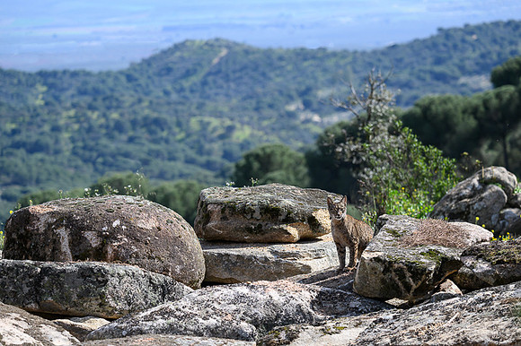 Iberian Lynx / Ryś Iberyjski