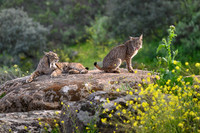 Iberian Lynx / Ryś Iberyjski