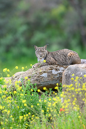 Iberian Lynx / Ryś Iberyjski