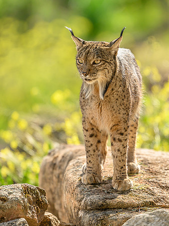 Iberian Lynx / Ryś Iberyjski