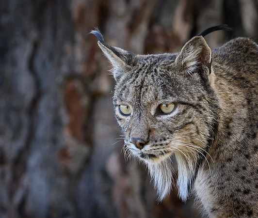 Iberian Lynx / Ryś Iberyjski