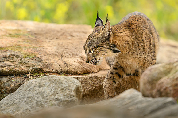 Iberian Lynx / Ryś Iberyjski