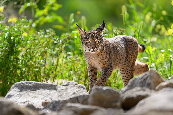 Iberian Lynx / Ryś Iberyjski