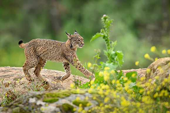 Iberian Lynx / Ryś Iberyjski