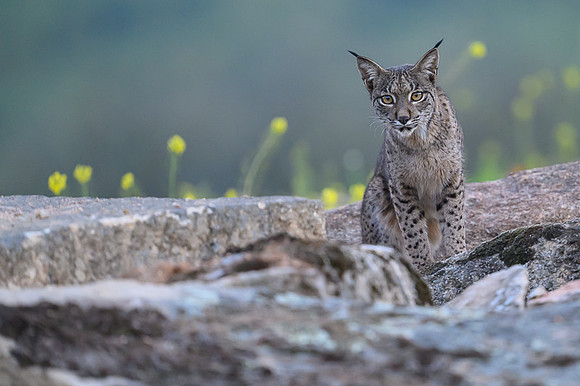 Iberian Lynx / Ryś Iberyjski