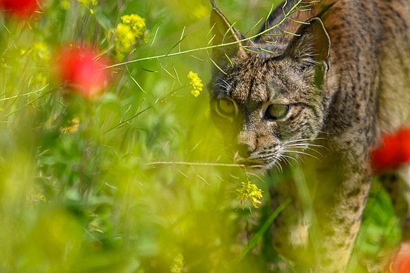 Iberian Lynx / Ryś Iberyjski